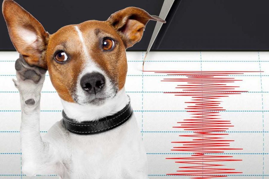 Ученые: животные могут предсказывать землетрясения