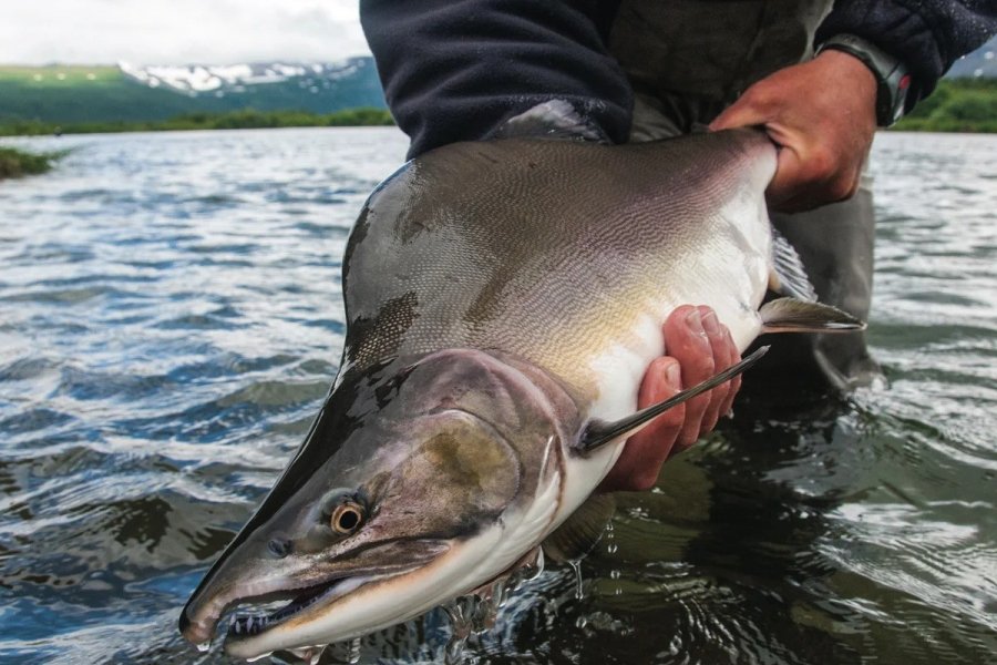 В Норвегии заявили об угрозе нересту атлантического лосося из-за русской горбуши